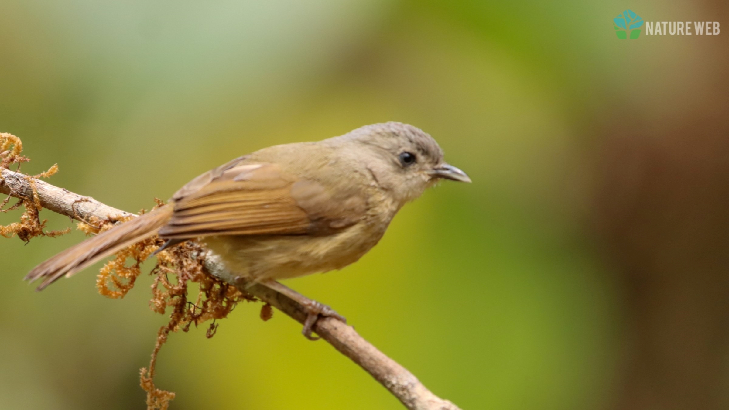 Brown-cheeked Fulvetta